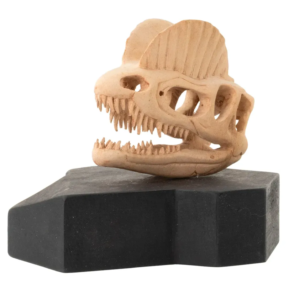 [CRANEO DE DILOPHOSAURUS #20, TALLA DE MADERA 15.5 cm (Alto) x 14.5 cm (Ancho) x 11.5 cm (Profundidad)] DILOFOSAURUS SKULL #20