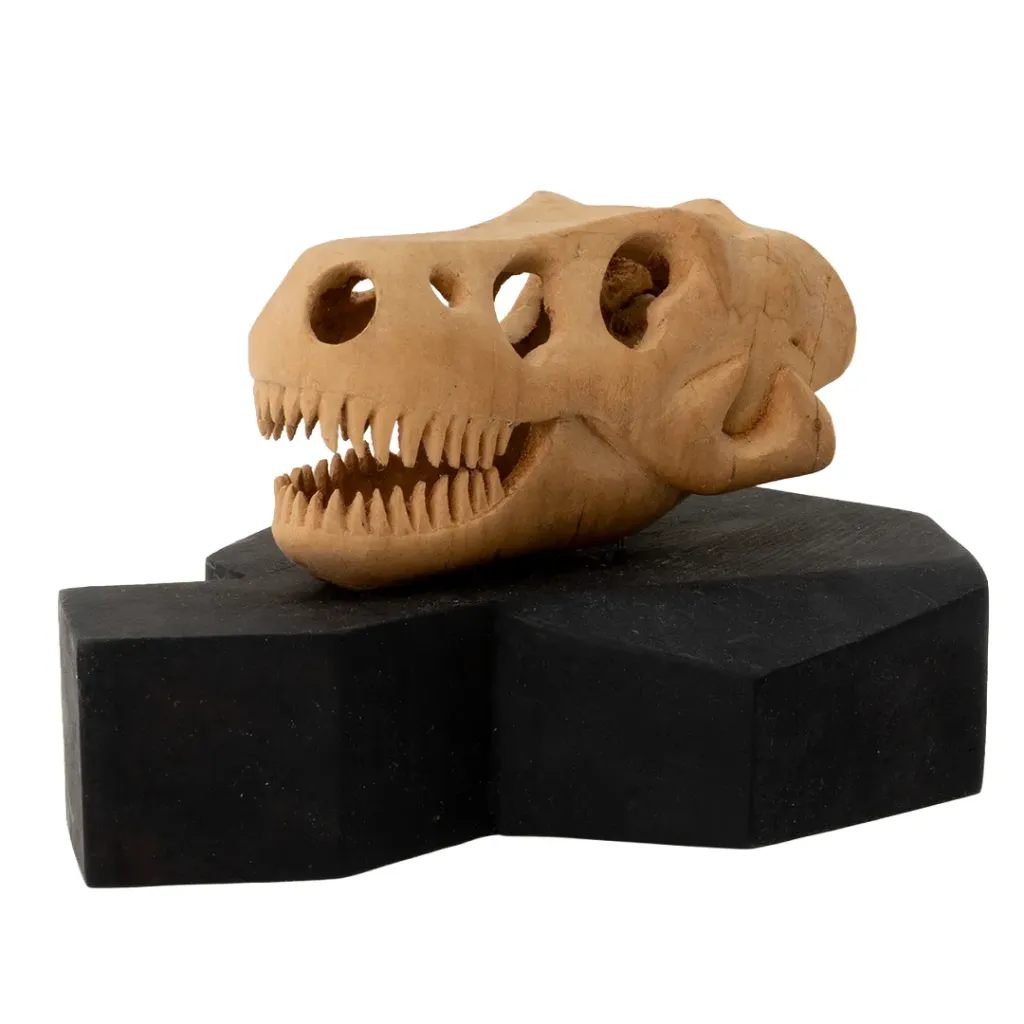 TYRANNOSAURUS REX SKULL #22